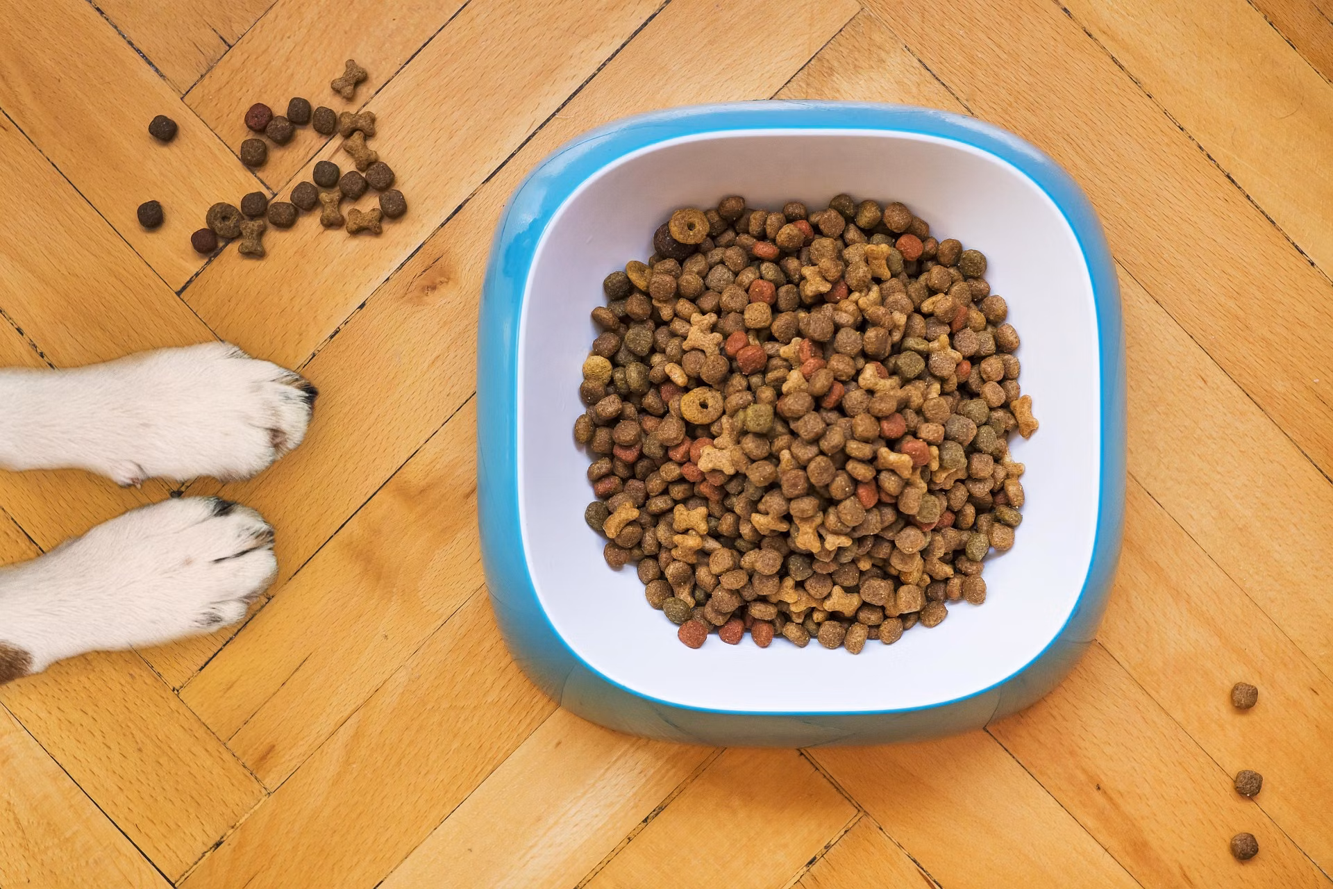 Bowl of dry kibble next to a measuring scoop used to portion a dog's meal
