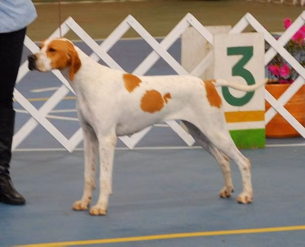 MONILUS ORIANA — Pointer MONILUS ORIANA, a Female Pointer registered with United Pet Club