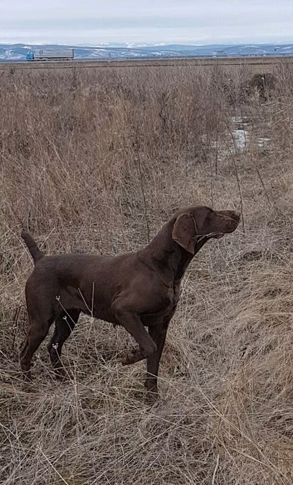 Jara du Rio Parana, a Femmina Bracco Tedesco a pelo corto registered with United Pet Club