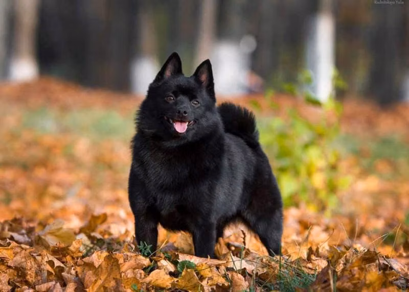 Winterra Cassiopeia Schedar, a Female Schipperke registered with United Pet Club