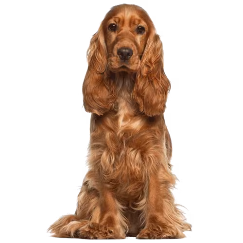 Cocker spaniel amerykański — rasa Pies: Mały i Czuły