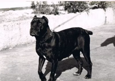 Darma (AG94L3327), a Мода Кане Корсо registered with United Pet Club
