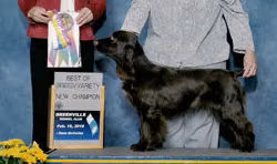 Promenade Primrose Lane, a Betina Field Spaniel registered with United Pet Club