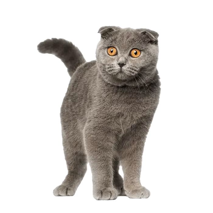 Scottish Fold — a Medium, Affectionate Cat breed