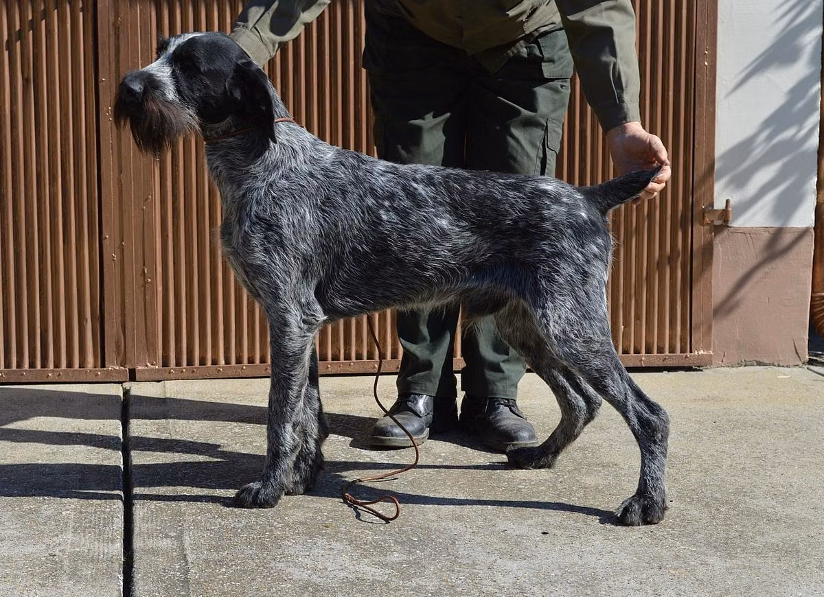 Szántovai Samu, a Male German Wirehaired Pointer registered with United Pet Club