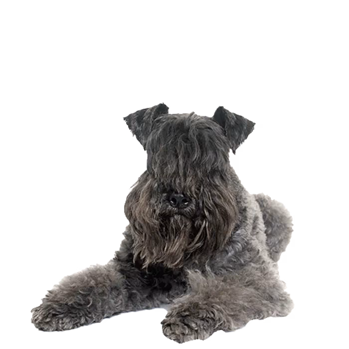 Kerry blue terrier — rasa Pies: Średni i Żywiołowy