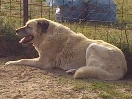 Karabash, a Macho Pastor Kangal registered with United Pet Club